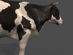 top cow 3D Model