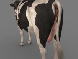 top cow 3D Model