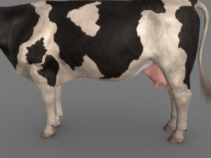 top cow 3D Model