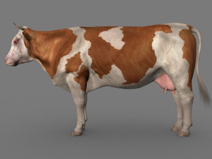 top cow 3D Model