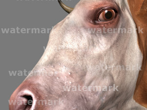 top cow 3D Model