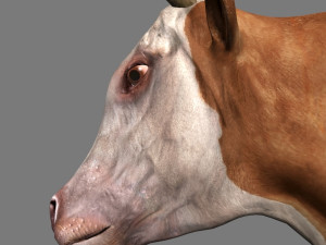 top cow 3D Model