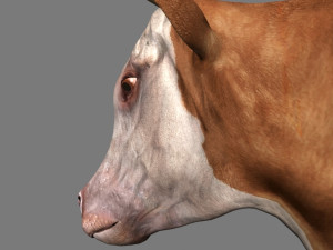 top cow 3D Model