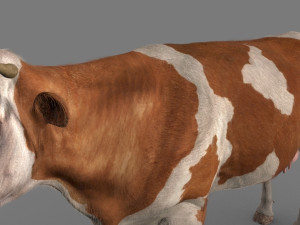 top cow 3D Model