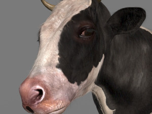 top cow 3D Model