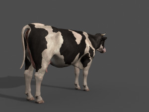 top cow 3D Model