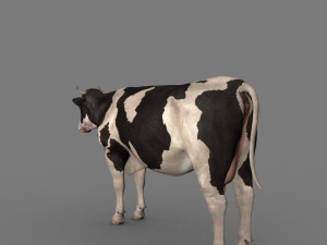 top cow 3D Model