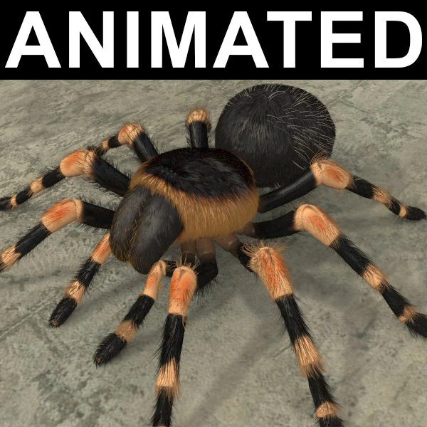 animated tarantula 3D Model .c4d .max .obj .3ds .fbx .stl .blend 
