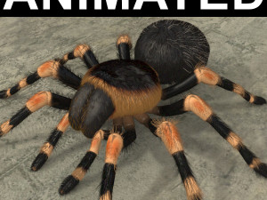 animated tarantula 3D Model