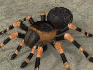 animated tarantula 3D-Modell