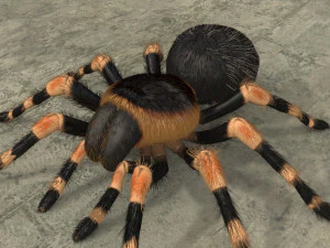 animated tarantula 3D Model