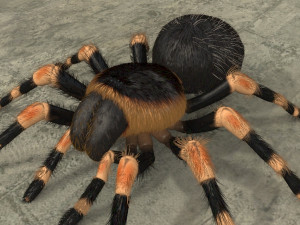 animated tarantula 3D-Modell