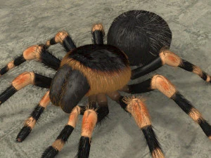 animated tarantula 3D Model