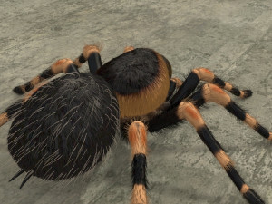 animated tarantula 3D-Modell