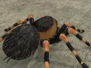 animated tarantula 3D Model
