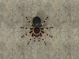animated tarantula 3D Model
