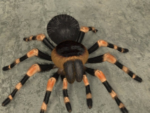 animated tarantula 3D-Modell
