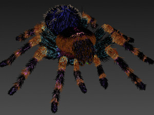 animated tarantula 3D-Modell