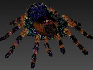 animated tarantula 3D Model