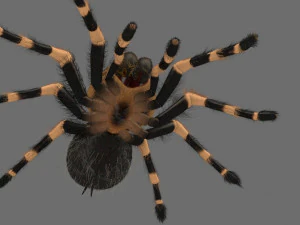 animated tarantula 3D Model