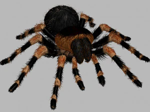 animated tarantula 3D Model