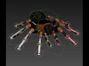 animated tarantula 3D Model