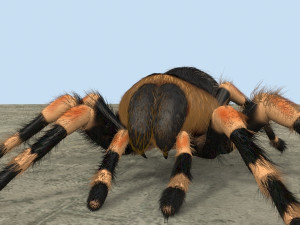 animated tarantula 3D-Modell