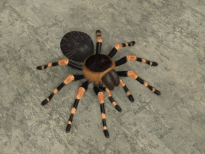 animated tarantula 3D-Modell