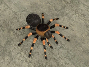 animated tarantula 3D Model