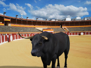 ultimate bull 3D-Modell