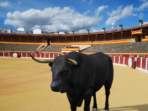 परम बैल 3D मॉडल