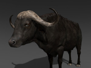 animated buffalo 3D Модель