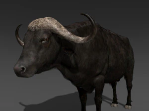 animated buffalo 3D Model