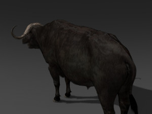 animated buffalo 3D Модель