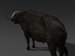 animated buffalo 3D Model