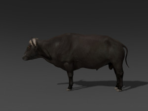 animated buffalo 3D Модель