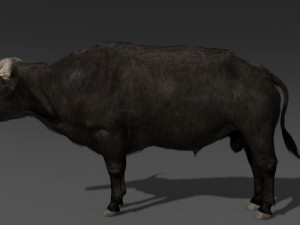 animated buffalo 3D Модель