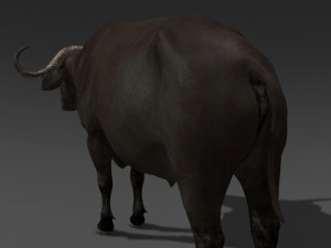 animated buffalo 3D Модель