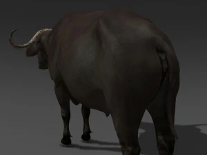 animated buffalo 3D Model