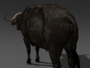 animated buffalo 3D Модель
