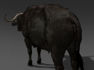 animated buffalo 3D Model