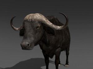 animated buffalo 3D Модель