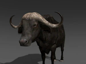 animated buffalo 3D Model