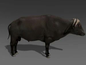 animated buffalo 3D Model