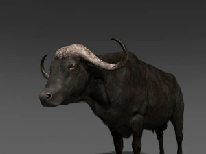 animated buffalo 3D Model