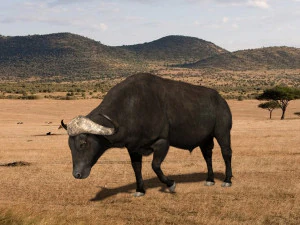 animated buffalo 3D Model