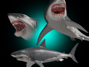 jaws - 3d animated great white shark 3D Model