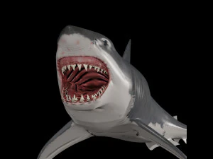 mand&iacute;bulas - grande tubar&atilde;o branco animado em 3D Modelo 3D