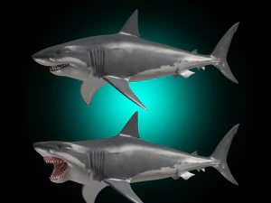 mand&iacute;bulas - grande tubar&atilde;o branco animado em 3D Modelo 3D