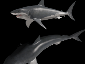 jaws - 3d animated great white shark Model 3D
